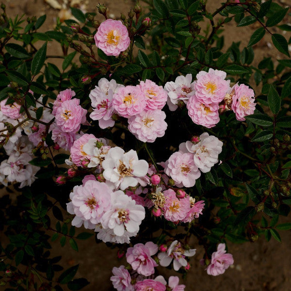 Little Rambler | Patio Climbing Rose | £15.75 – Eastcroft Roses