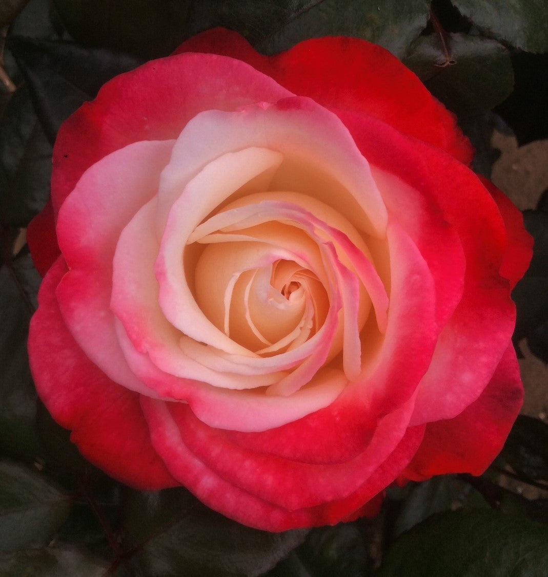 Hybrid Tea Rose Varieties