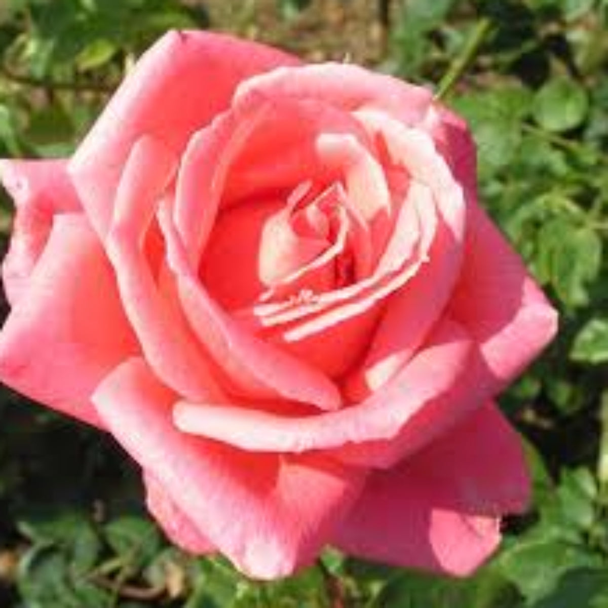 Salom Roses Leaping Salmon | Climbing Rose | £15.75 – Eastcroft Roses
