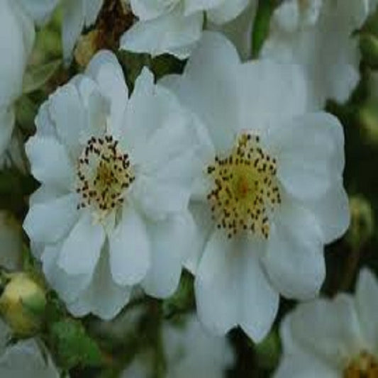 Rambling Rector