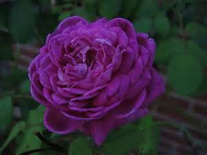 Reine de Violettes