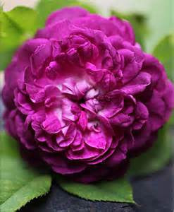 Reine de Violettes