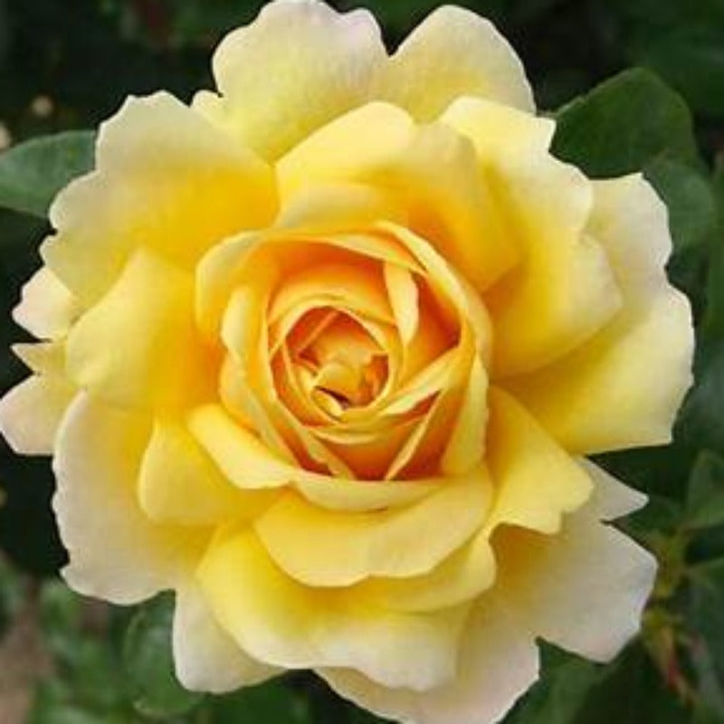Soleil Vertical | Climbing Rose | £15.75 – Eastcroft Roses
