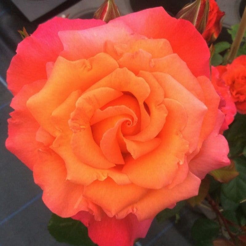 Sunrise | Climbing Rose | £15.75 – Eastcroft Roses