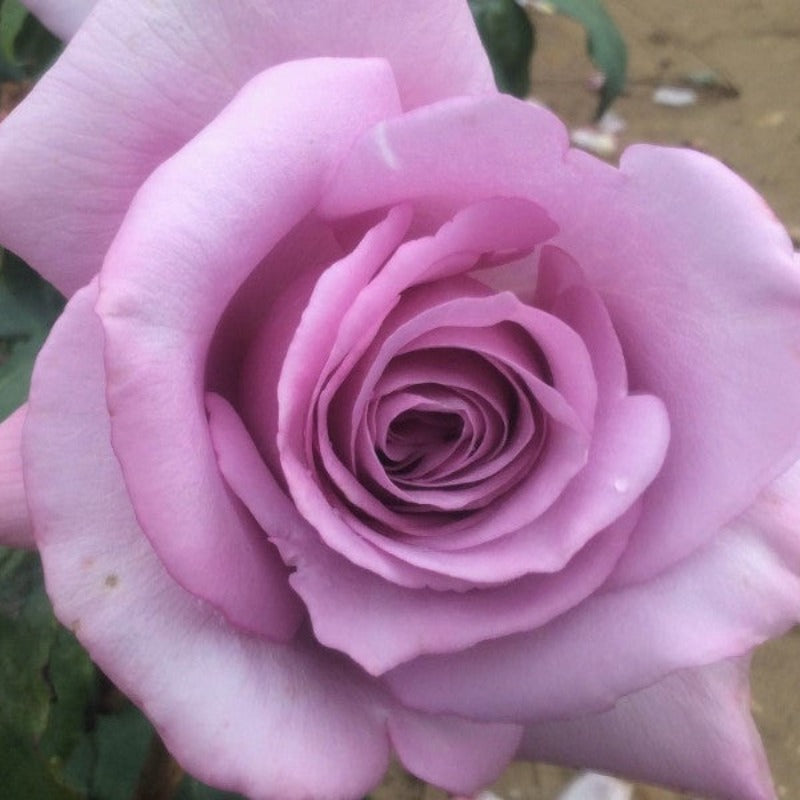 Rosa Blue Moon (Hybrid Tea Rose)