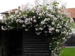 Paul's Himalayan Musk